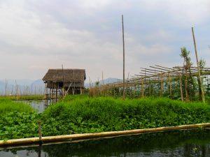 Birma Mjanma Inle Lake plywajace ogrody 4 300x225 - Inle Lake