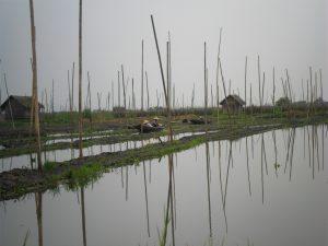 Birma Mjanma Inle Lake plywajace ogrody 6 300x225 - Inle Lake