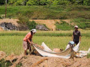 Indnonezja Sulawesi Toraja celebes indonesia pola ryzowe zbior  300x225 - Sulawesi