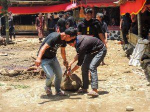 Indnonezja Sulawesi Toraja pogrzeby funeral 3 300x225 - Sulawesi