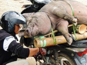 Indnonezja Sulawesi Toraja pogrzeby targ świnie 1 300x225 - Sulawesi
