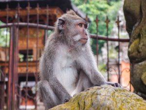 Indonezja Indonesia Bali ubud malapa monkey forest 2 300x225 - Bali