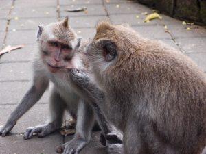 Indonezja Indonesia Bali ubud malapa monkey forest 6 300x225 - Bali