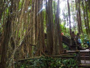 Indonezja Indonesia Bali ubud malapa monkey forest 7 300x225 - Bali