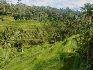 Indonezja Indonesia Bali ubud pola ryzowe 22 300x225 - Bali