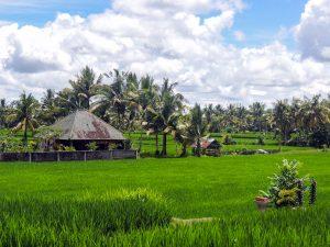 Indonezja Indonesia Bali ubud pola ryzowe 300x225 - Bali