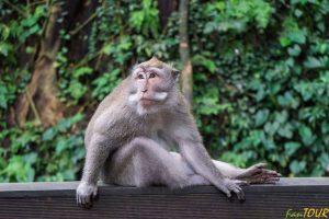Indonezja bali monkey forest ubud 2 1 300x200 - Bali