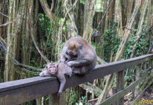 Indonezja bali monkey forest ubud 3 300x205 - Bali