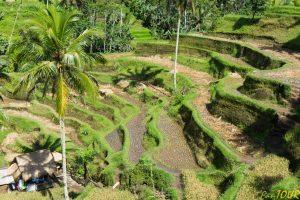 Indonezja bali pola ryżowe 5 300x200 - Bali