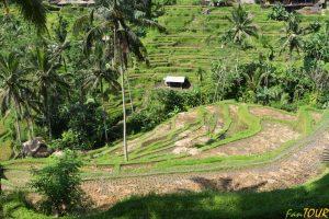 Indonezja bali pola ryżowe 7 300x200 - Bali