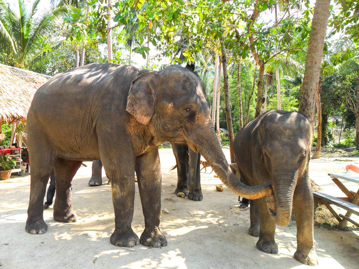 Indonezja podróże szyte na miarę słonie 1 - Słoniowe Love i Rafting