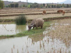 Laos bawoly 300x225 - Równina Dzbanów Phonsavan