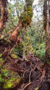 Malezja Cameroh Highlands Mossy Forest 169x300 - Cameron Highlands