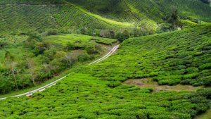 Malezja Cameroh Highlands herbata plantacja 300x169 - Cameron Highlands