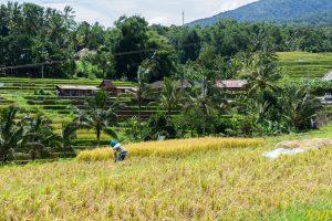 indonezja bali pola ryzowe Jatiluwit 1 1 300x200 - Bali