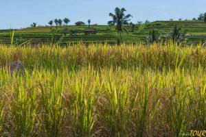 indonezja bali pola ryzowe Jatiluwit 4 300x200 - Bali