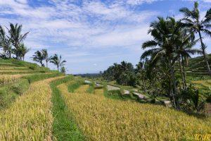 indonezja bali pola ryzowe Jatiluwit 6 300x200 - Bali