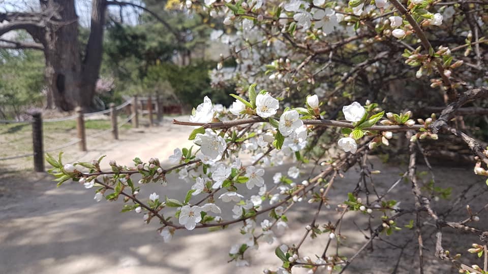 kwitnąca wiśnia - Japońskie Święte Drzewa