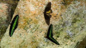 Malezja Cameroh Highlands butterfly garden 300x169 - Cameron Highlands