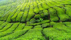 malezja cameron hihlands plantacja herbaty  300x169 - Podgrzewacz Malezyjskich Dusz: herbata
