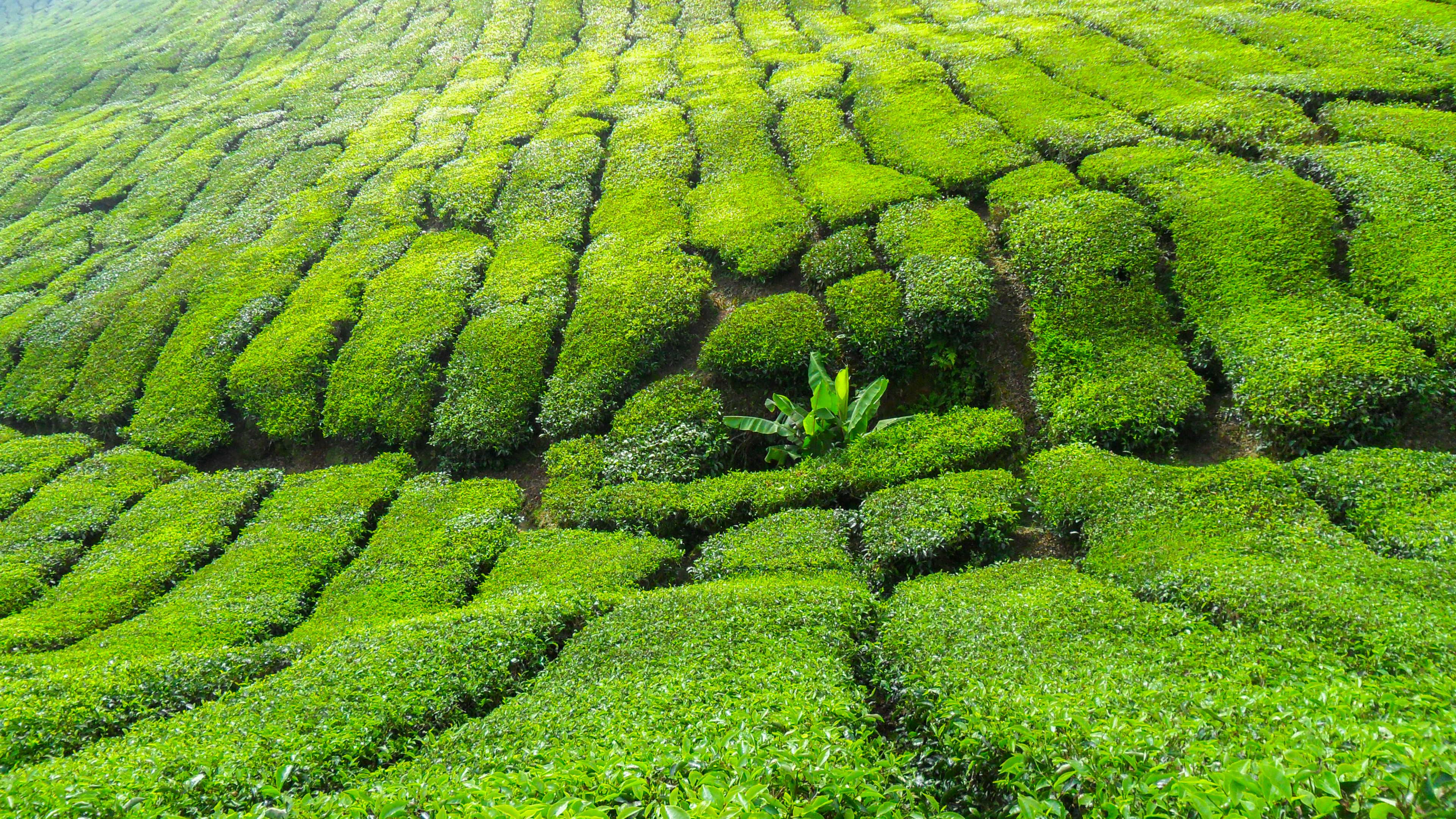 malezja cameron hihlands plantacja herbaty  - Aktualności