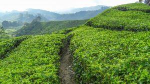 malezja cameron hihlands plantacja herbaty 2 300x169 - Podgrzewacz Malezyjskich Dusz: herbata