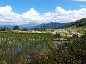 pola ryzowe 300x225 - Wietnam: kraina cudów natury, nadnaturalnych smoków i ryżu