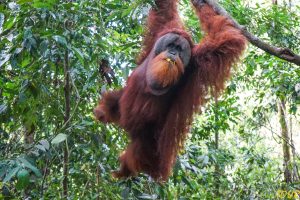 indonezja sumatra orangutan 300x200 - Największy Wróg Człowieka? Warany z Komodo? Nie: człowiek!