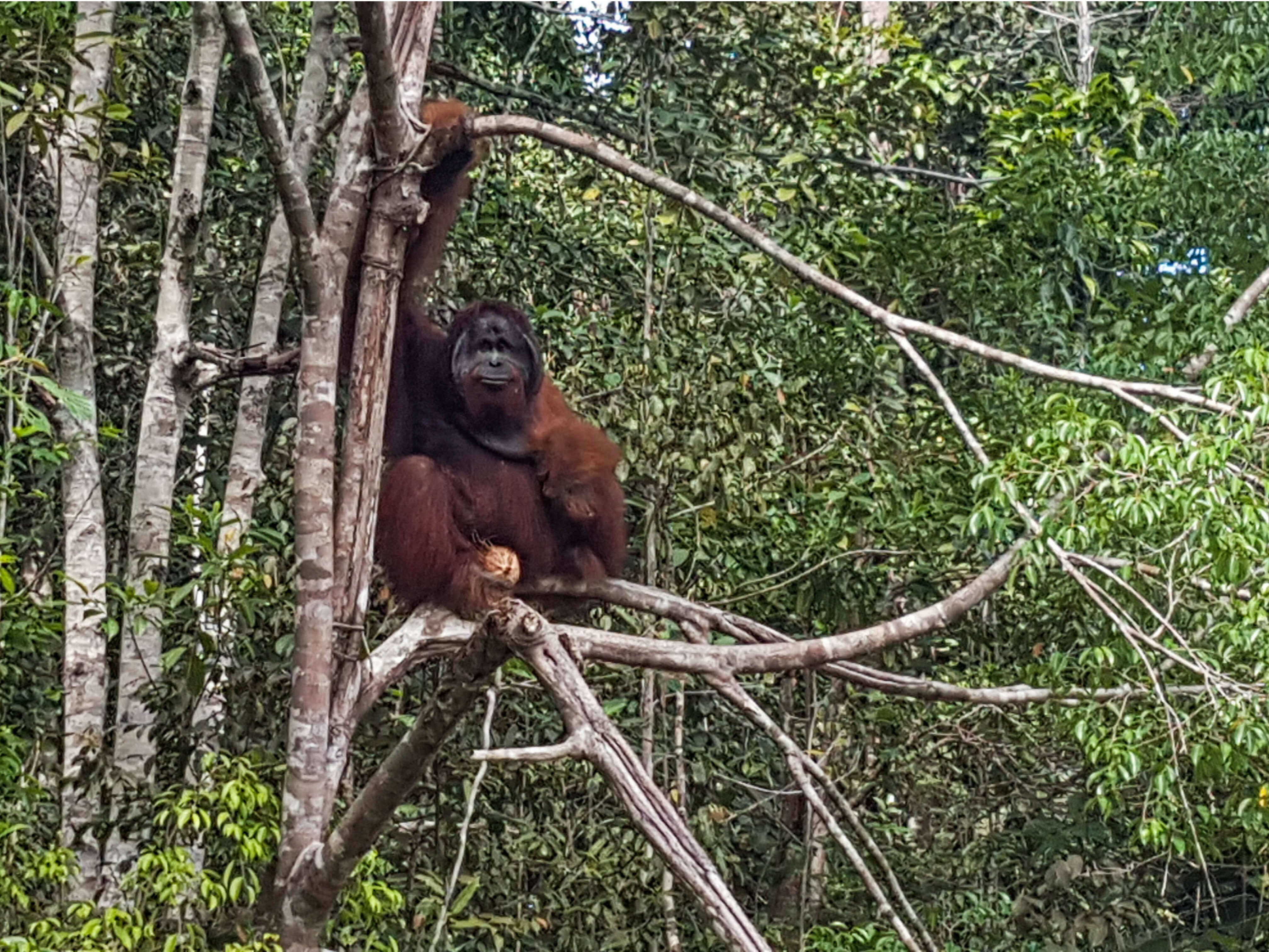 Malezja Borneo orangutany Kuching