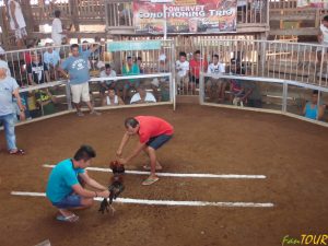 Filipiny 131 300x225 - Filipińskie igrzyska: walki kogutów