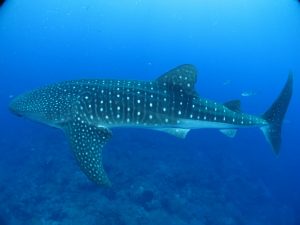 whale shark 541836 1280 300x225 - Wielorybnicy z Filipińskiej wyspy Pamilican