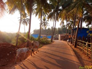 Indie Goa plaża Agonda