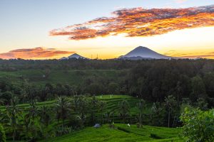 Indonezja podróże szyte na miarę Bali pola ryżowe 1 300x200 - Wsi Spokojna i Wesoła