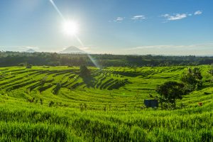 Indonezja podróże szyte na miarę Bali pola ryżowe 2 300x200 - Wsi Spokojna i Wesoła