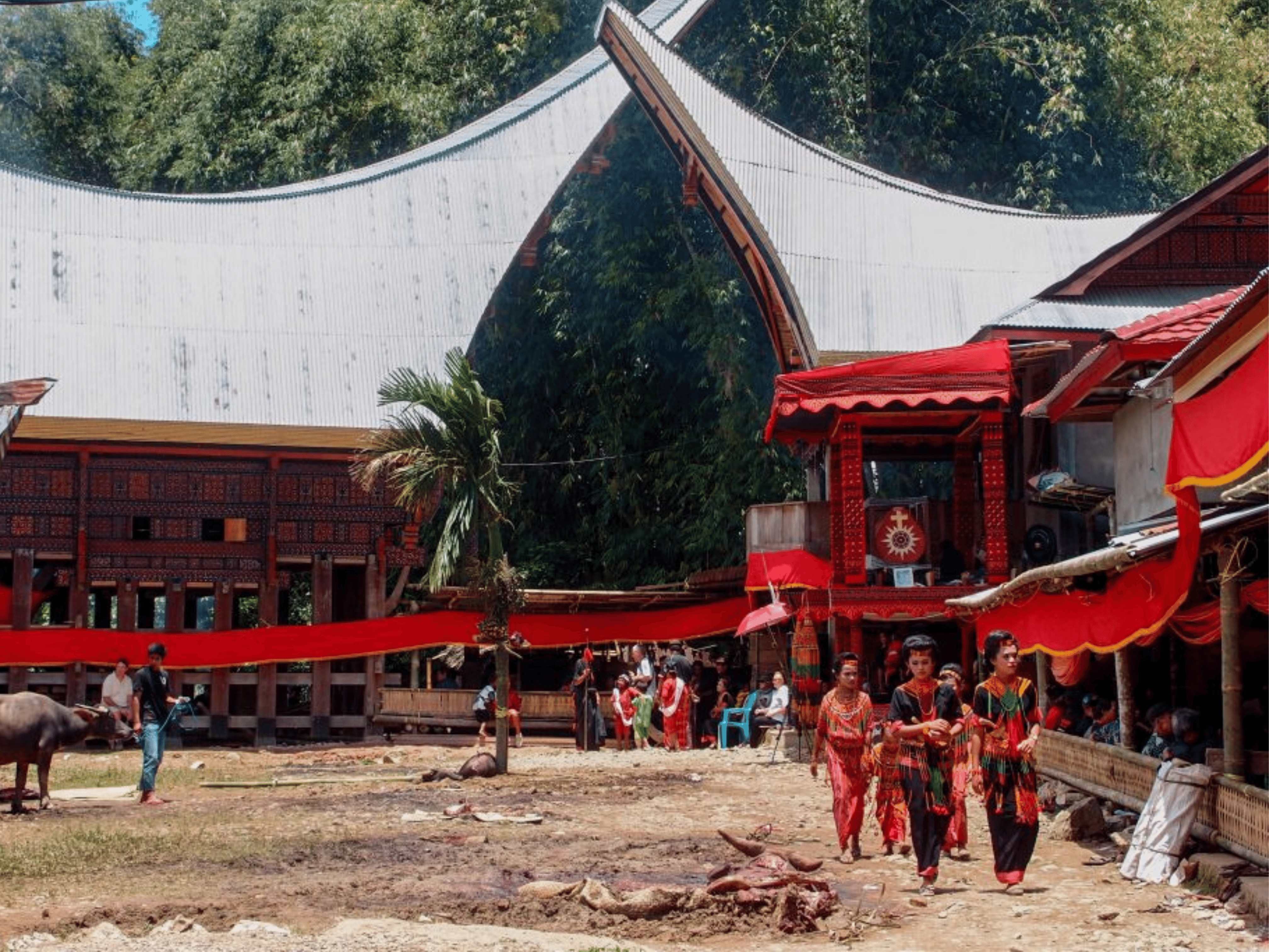 indonezja sulawesi - Aktualności