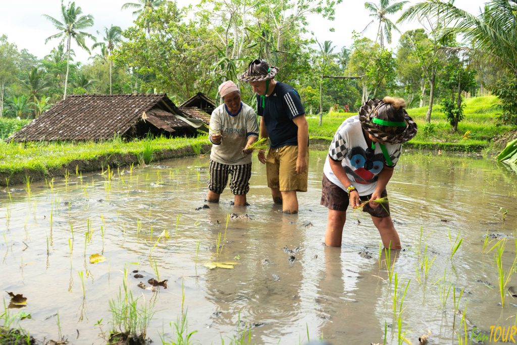 Bali pole ryżowe sadzenie ryżu 4 1024x683 - 10 niezapomnianych wodnych przeżyć na Bali