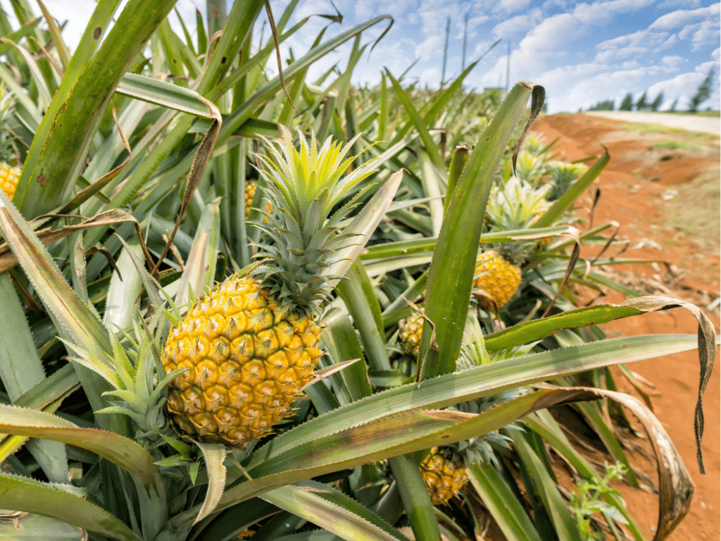 Pole dojrzałych, żółtych ananasów, rosnących w rozetach ananasowych traw