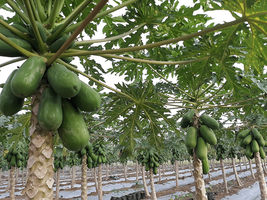 Egzotyczne owoce papai na plantacji. Rosną na niby palmach, niby drzewach o gołym pniu zakończonego liśćmi gigantycznej pietruszki. Papaje rosną pod nimi.