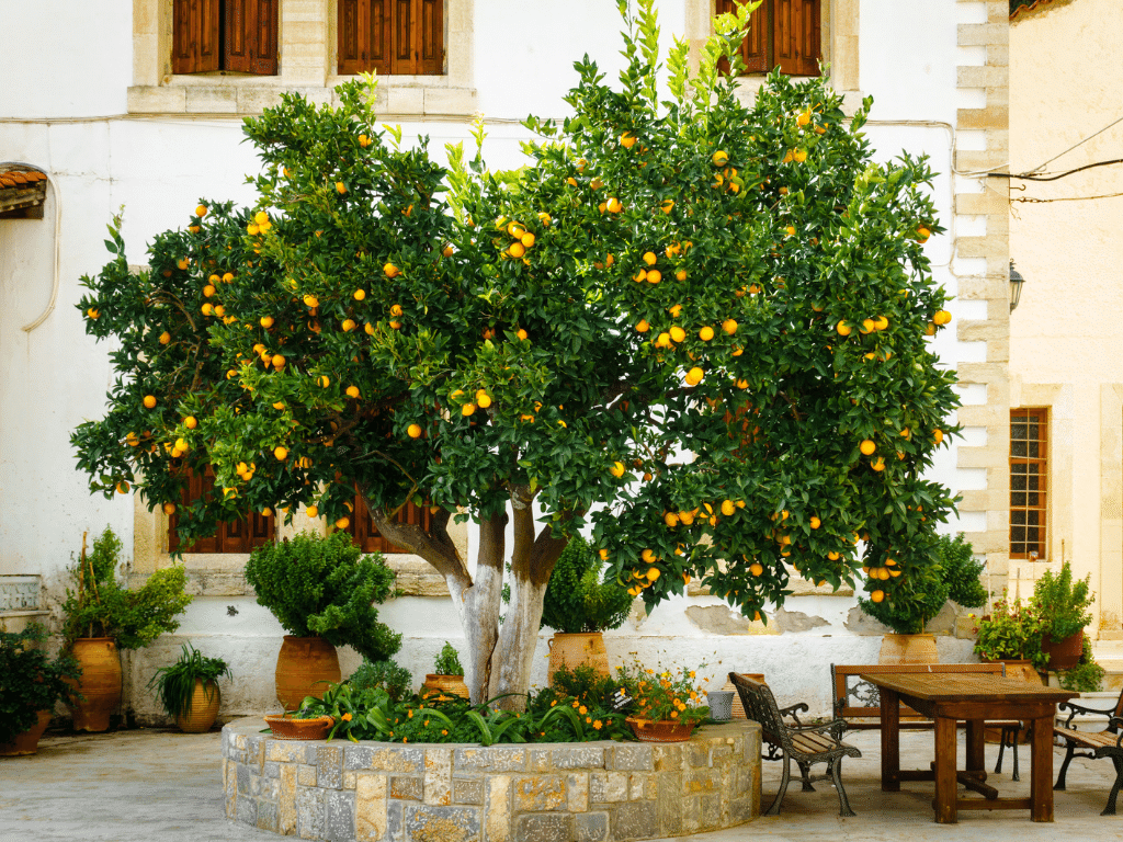 Pomarańcze drzewko owoce 1024x768 - Jak rosną egzotyczne owoce?