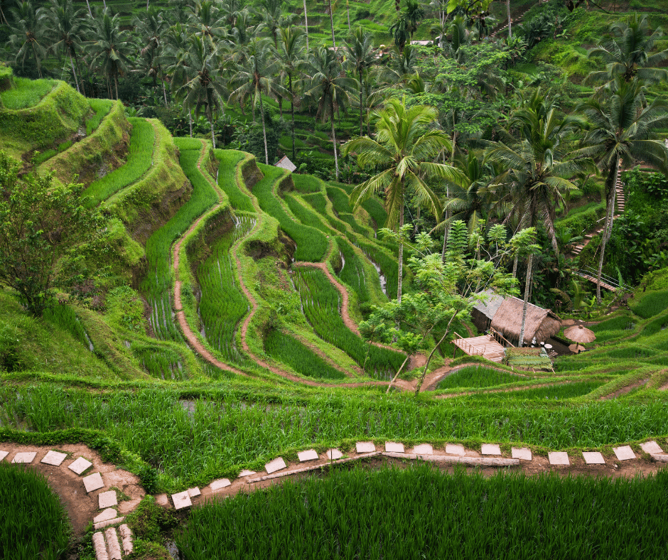 Bali Tegalalang rice fields wycieczka
