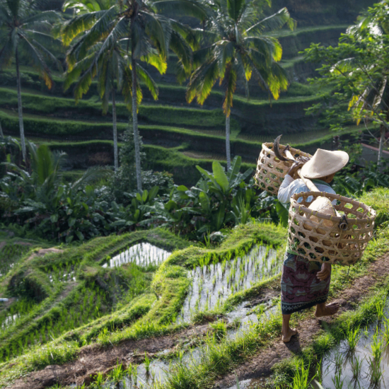 Bali Tegallalang pola ryżowe