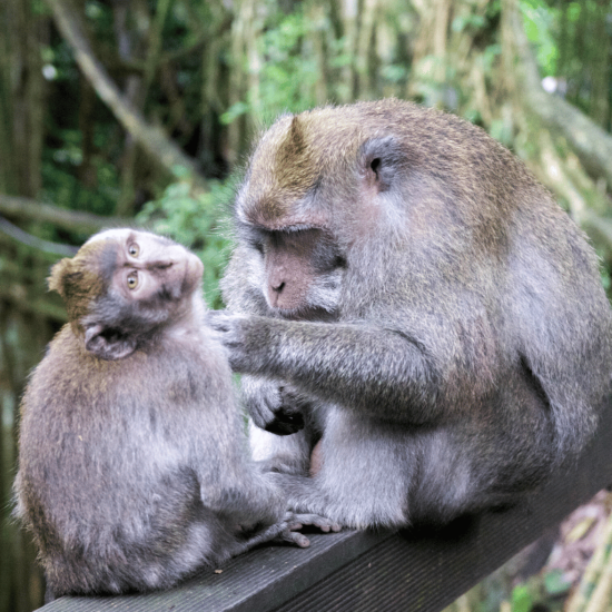 Bali Ubud monkey forest