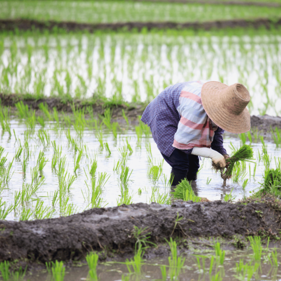 Bali wycieczka sadzenie ryżu