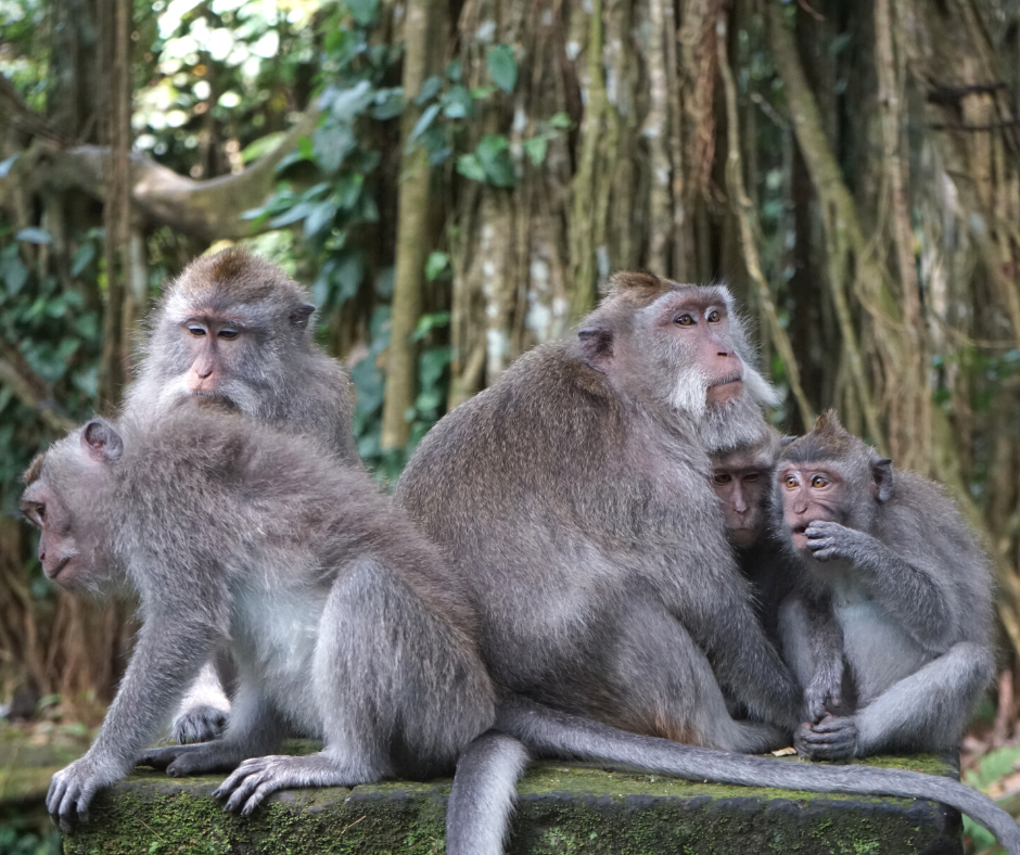Monkey Forest Bali8 - TOP 10 Instagramowych miejsc na Bali